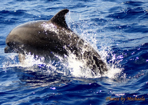 14. DELFIN  kopie.jpg
